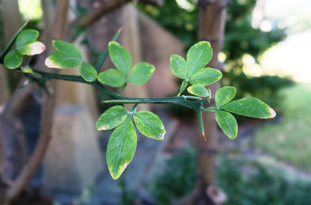 IN THE GARDEN: Trifoliate orange fruit is bitter but edible