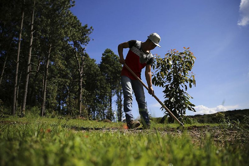A farmhand tends an avocado sapling at an orchard near San Juan Parangaricutiro in Mexico’s Michoacan state. 