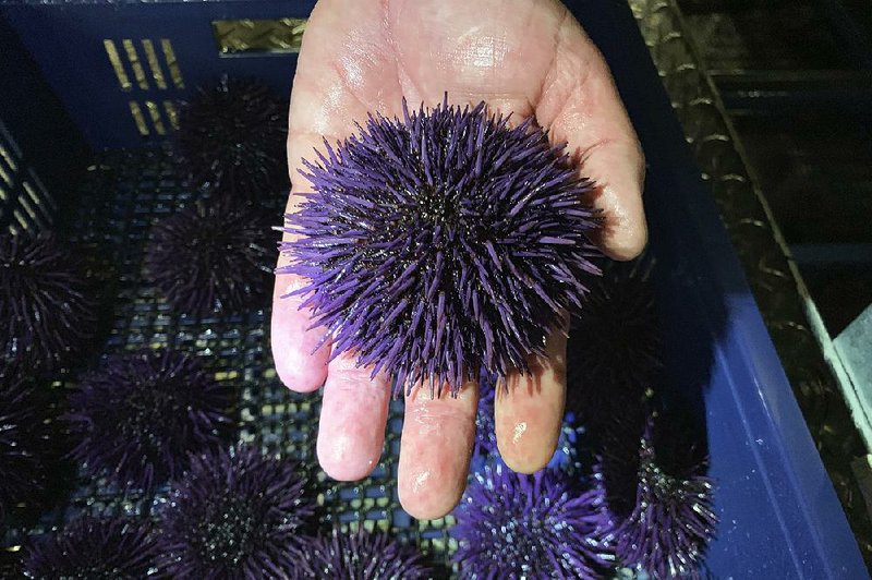 Bodega Marine Lab in Bodega Bay, Calif., is running a pilot project to remove purple urchins from the ocean floor, feed and restore them to health, then sell them as premium seafood. 
