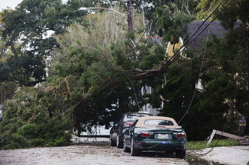 A fallen tree is seen Saturday in New Orleans after Tropical Storm Olga passed through the area. 