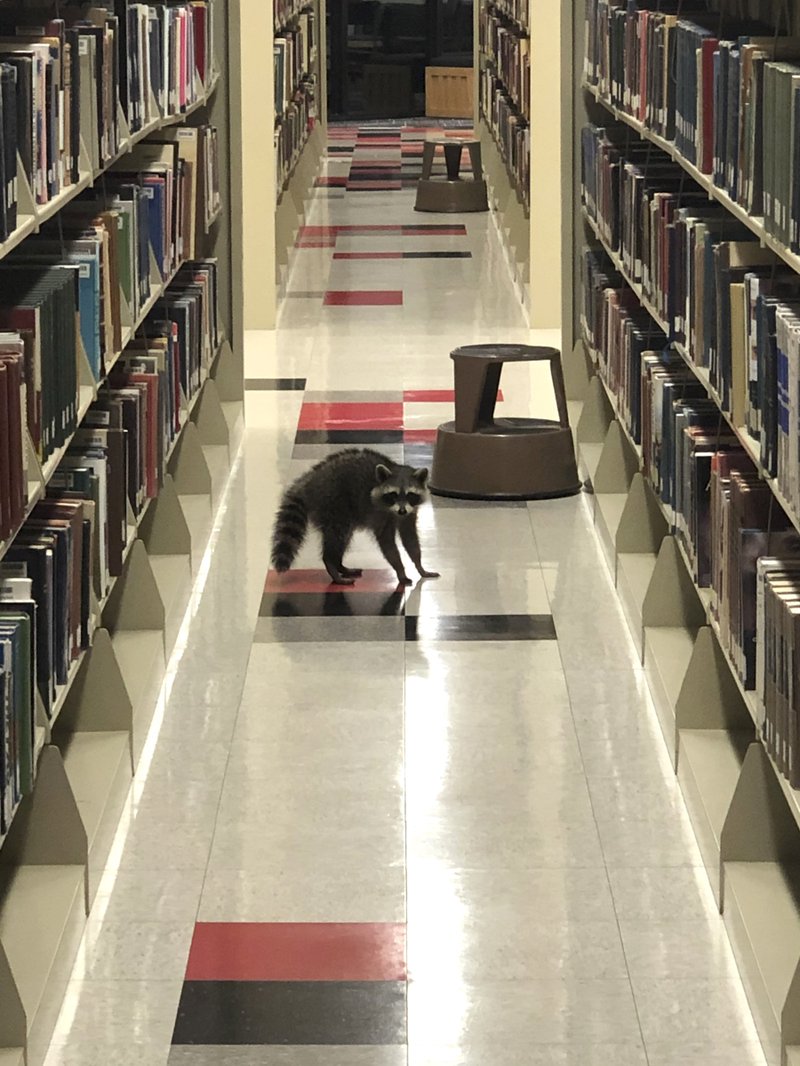 In this Sunday, Oct. 27, 2019 photo provided by Codie Clark, a raccoon walks between stacks of books at the Arkansas State University's Dean B. Ellis Library in Jonesboro, Ark. Clark, a math tutor and ASU alumnus, said he spotted at least two raccoons on the the third floor of the library while waiting for a student to arrive for a tutoring session. (Codie Clark via AP)