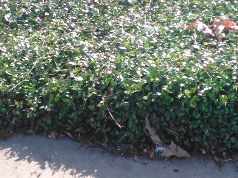 Asiatic jasmine is an evergreen ground cover that can grow in sun or shade, but it can be aggressive. (Special to the Democrat-Gazette via Janet B. Carson)