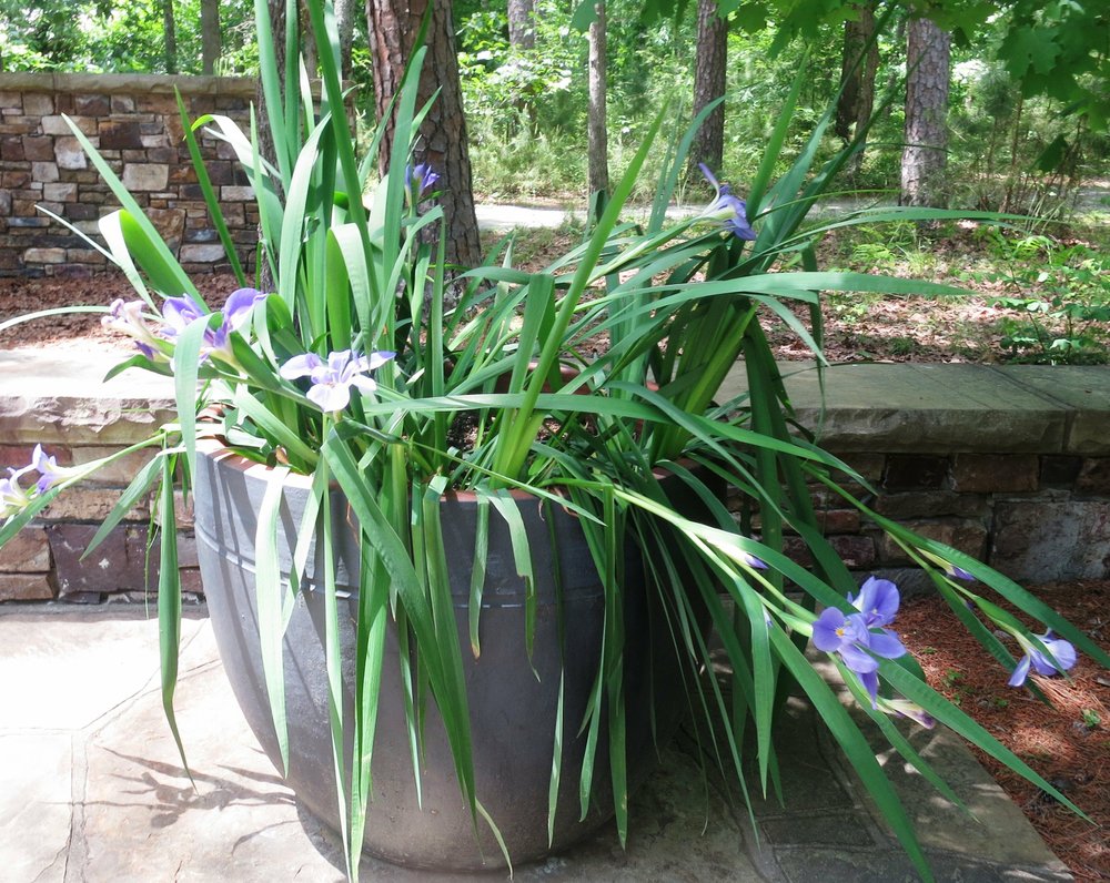 IN THE GARDEN Asiatic jasmine, overwintering mandevilla and planting
