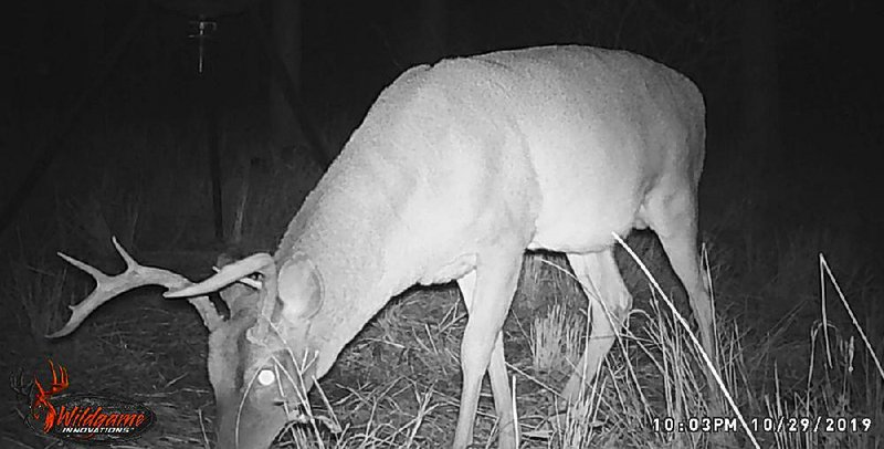 Mature bucks visit locations with feeders that they might not ever visit without the allure of supplemental food. 