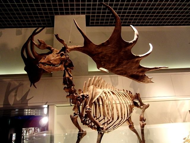 Megaloceros giganteus exhibit in the National Museum of Nature and Science, Tokyo, Japan. Photo by Momotarou2012 [CC BY-SA 3.0 (https://creativecommons.org/licenses/by-sa/3.0)]