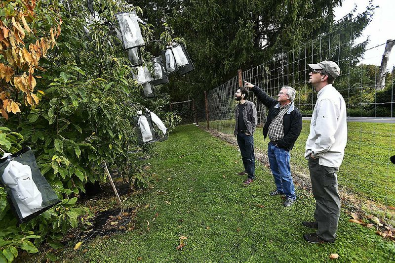 Vernon Coffey (from left), William Powell and Andy Newhouse prepare to harvest genetically modified chestnut samples in September at a State University of New York environmental science and forestry experiment station in Syracuse, N.Y. 