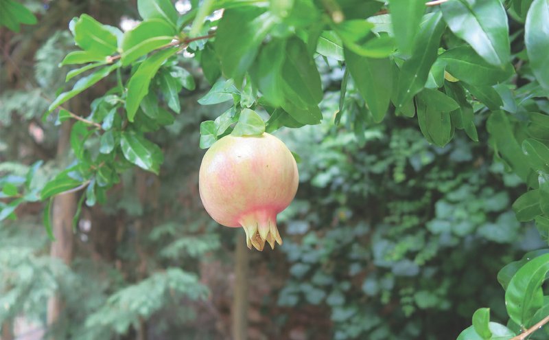 Pomegranates can suffer in a severe winter so it's smart to leave as much foliage on them as possible in the fall. (Special to the Democrat-Gazette/JANET B. CARSON)
