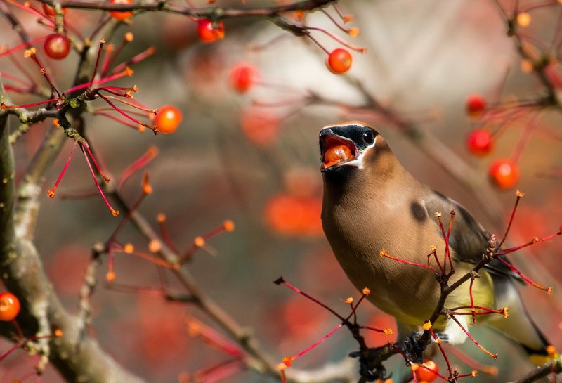 The type of trees and shrubs you choose can also make a big difference to birds. Shown is a cedar waxwing eating a chokeberry. (Photo by Jane Gamble via The Washington Post)