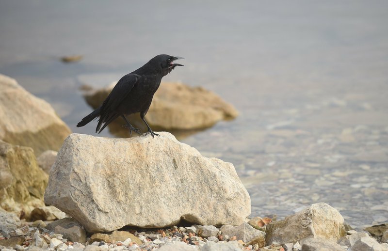 A crow calls out from the shore of Beaver Lake near the Arkansas 12 bridge before picking up morsels of food near the water. The photo was taken in September, but that crow might remember the photographer if their paths crossed today, according to a new episode of NPR's Short Wave. (Photo by Flip Putthoff, NWA Democrat-Gazette)