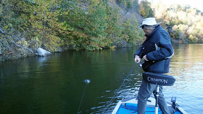NWA Democrat-Gazette/FLIP PUTTHOFF 
Plastic worms were Culmer's lure of choice for catching black bass such as this one on Nov. 1 2019 at Beaver Lake. Fishing along a bluff near Rocky Branch park produced several bass for the angler.