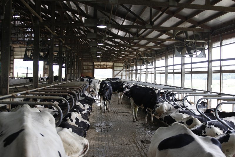 FILE- In this June 29, 2017, file cows stand in stalls at dairy farm in Sauk City, Wis. Americans are not drinking milk like they used to for a number of reasons, the most prevalent being that there is so much more to choose. We've simply diversified our mealtime and snacktime routines. (AP Photo/Carrie Antlfinger, File)

