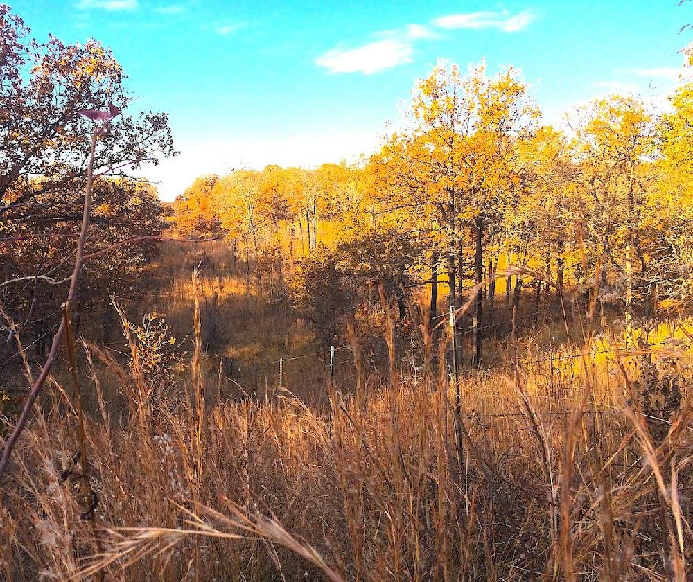 Oklahoma Deer Hunt The Arkansas DemocratGazette Arkansas' Best