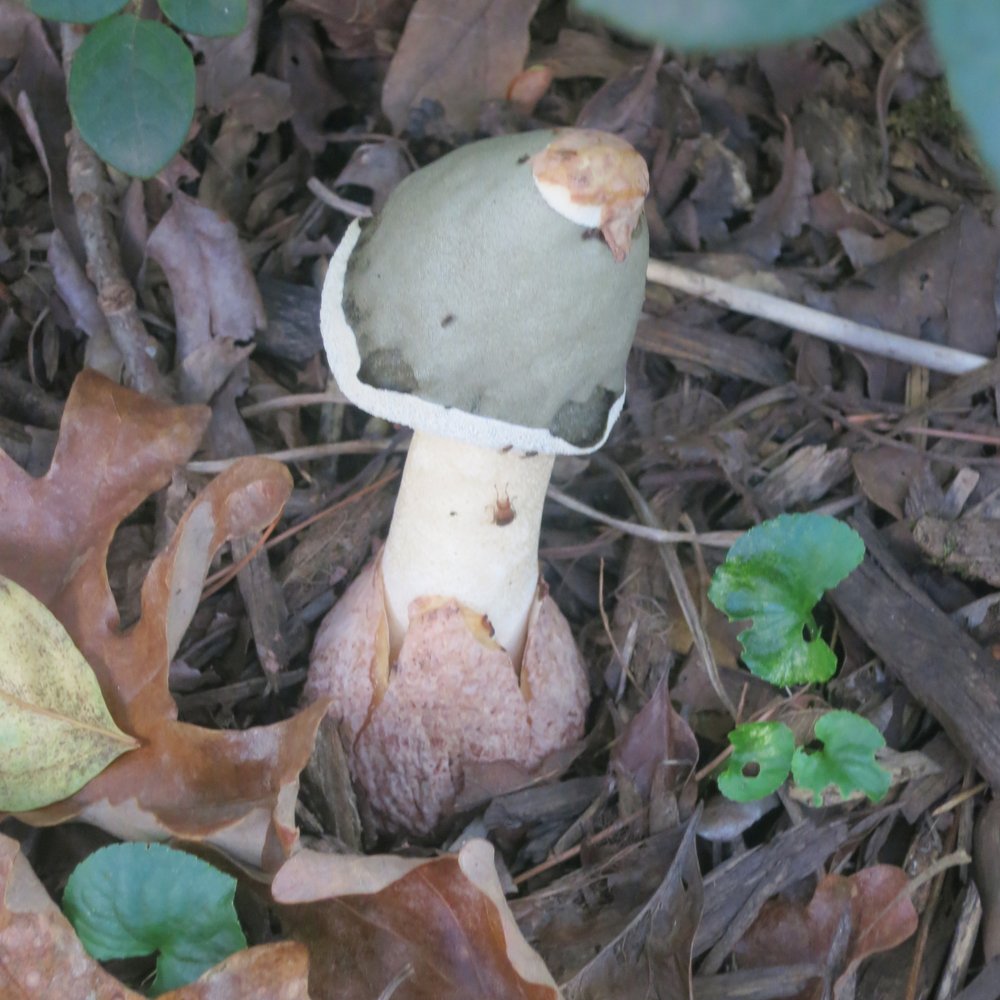 IN THE GARDEN Tips about waxy scale on quince, planting a landscape in