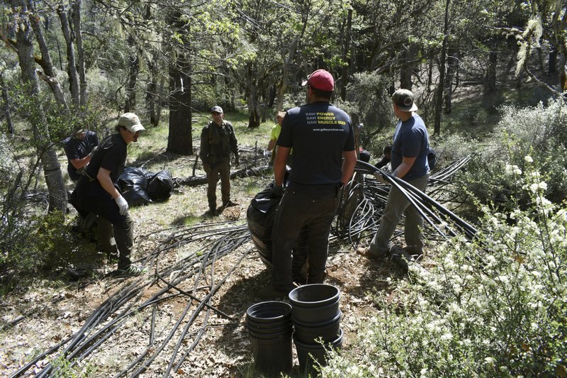 In this May 7, 2019, photo released by Cannabis Removal on Public Lands (CROP) Project, a group including U.S. Forest Service rangers, scientists and conservationists work to reclaim a so-called trespass grow site where nearly 9,000 cannabis plants were illegally cultivated. Authorities allege members of an international drug trafficking ring set up camp at the site months earlier. (Jackee Riccio/CROP via AP)