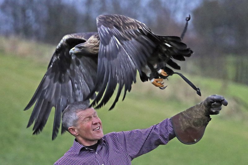 Scottish Liberal Democrat party leader Willie Rennie handles a golden eagle during a political campaign visit to Elite Falconry in Cluny, Kirkcaldy, Scotland, Saturday Nov. 16, 2019. Britain's Brexit is one of the main issues for voters and political parties as the UK goes to the polls in a General Election on Dec. 12. (Andrew Milligan/PA via AP)