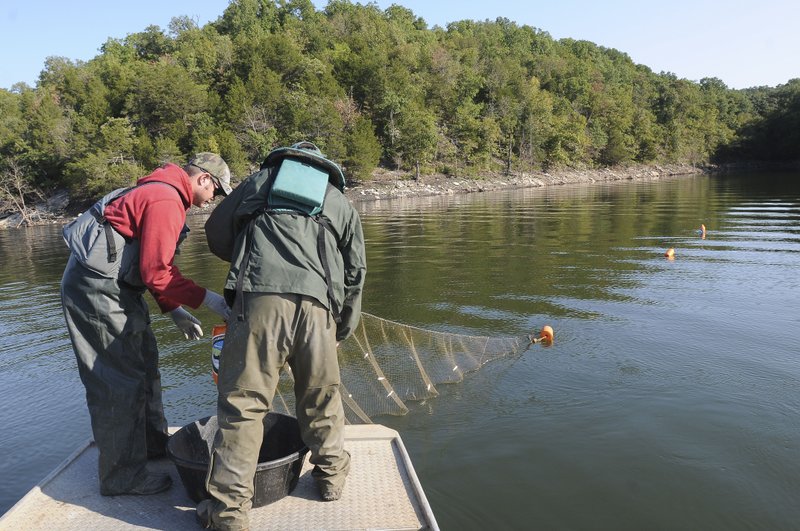 Game & Fish employees check a net that has trapped shad during a population study of shad at Beaver Lake. Threadfin shad are the primary forage for game fish at Beaver Lake, so Game & Fish keeps a close eye on their numbers.