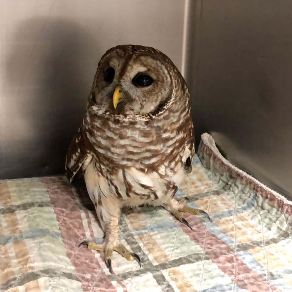 El Dorado Animal Hospital saves, releases concussed owl