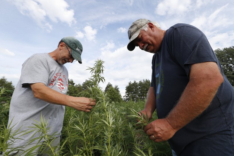 Jeff Dennings, left, and Dave Crabill industrial hemp farmers, check plants on Aug. 21 at their farm in Clayton Township, Mich. The legalization of industrial hemp is spurring U.S. farmers into unfamiliar terrain, tempting them with profits amid turmoil in agriculture while proving to be a tricky endeavor in the early stages. Up for grabs is a lucrative market, one that could grow more than five-fold globally by 2025, driven by demand for cannabidiol. The compound does not cause a high like that of marijuana and is hyped as a health product to reduce anxiety, treat pain and promote sleep. - AP Photo/Paul Sancya