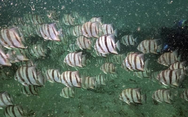 Atlantic spadefish swim along the reef at Gray's Reef National Marine Sanctuary Monday, Oct. 28 off the coast of Savannah, Ga. Gray's Reef has served as a global inspiration. Following the lead of the U.S., other nations have designated similar sanctuaries; they now cover about 6 percent of the world's oceans _ a bonanza for researchers, but more importantly an important tool for safeguarding the seas. - Photo by David J. Phillip of The Associated Press story.lead_photo.caption