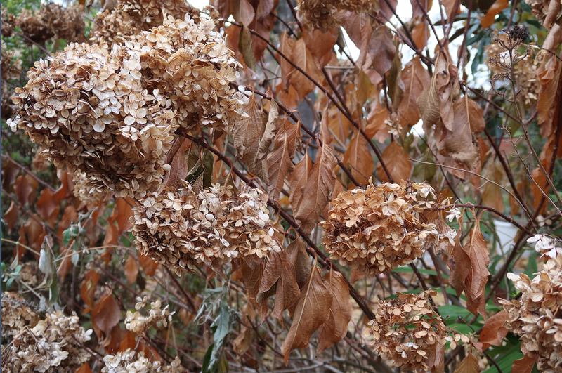 Many shrubs were not ready for their leaves to fall when the first hard freeze occurred. The result plants covered in dead leaves. Let them be until spring when new leaves will push the dead ones off. (Special to the Democrat-Gazette/JANET B. CARSON)