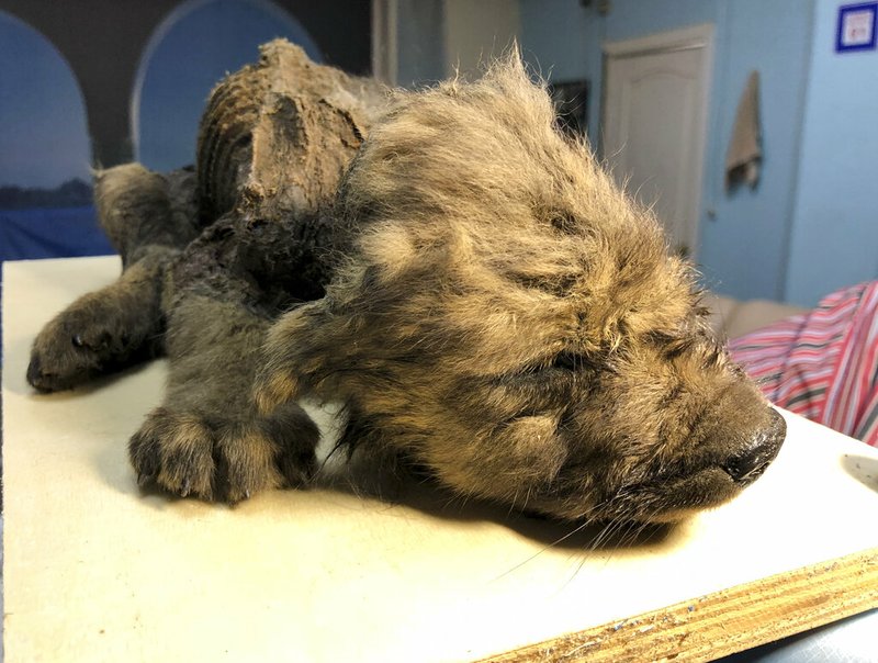 This is a handout photo taken on Monday, Sept. 24, 2018, showing a 18,000 years old Puppy found in permafrost in the Russia's Far East, on display at the Yakutsk's Mammoth Museum, Russia. Russian scientists have presented a unique prehistoric canine, believed to be 18,000 years old and found in permafrost in the Russia's Far East, to the public on Monday, Dec. 2, 2019. (Sergei Fyodorov, Yakutsk Mammoth Museum via AP) story.lead_photo.caption