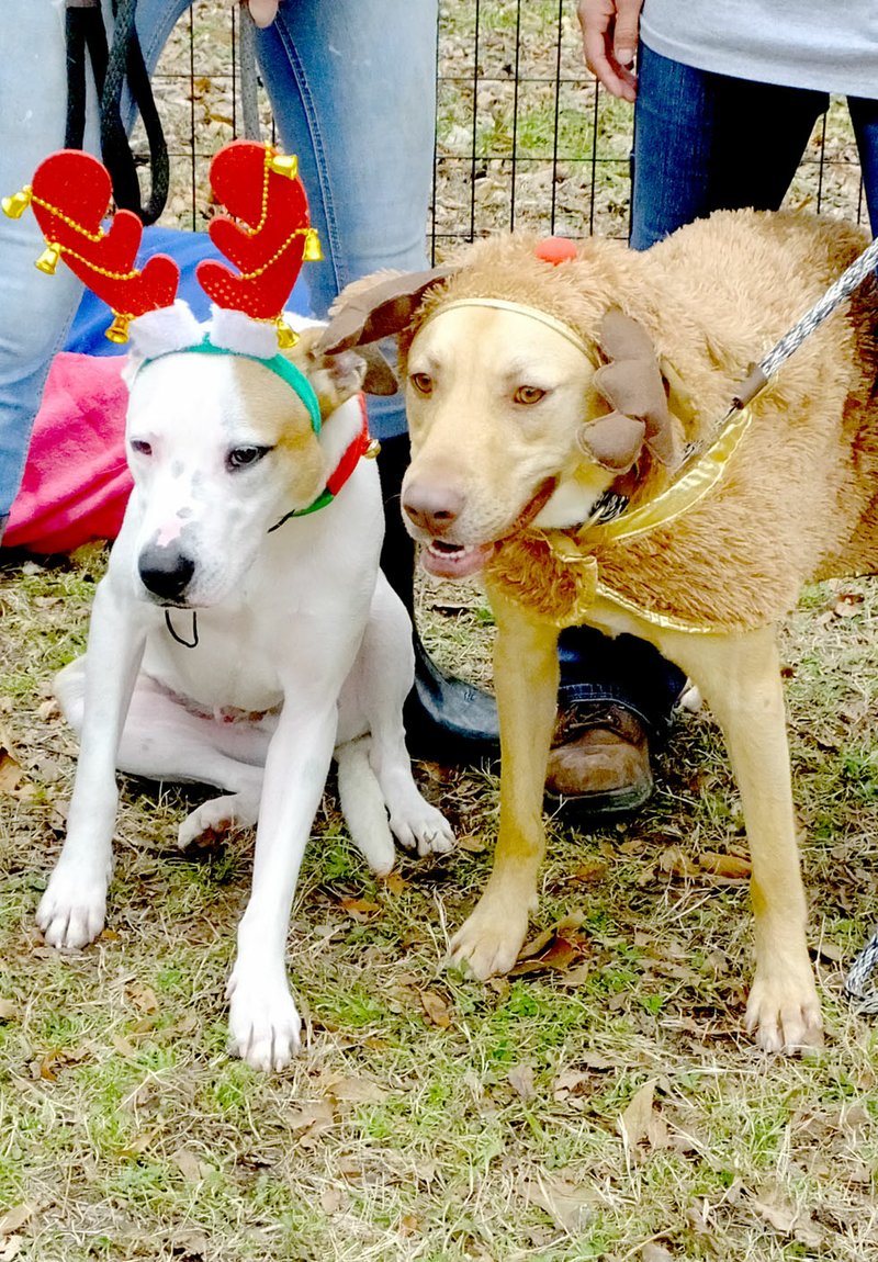 Lynn Atkins/The Weekly Vista Brutus and Bronx, brothers who are about a year and a half old, model Christmas costumes while they wait at the Bella Vista Shelter for a new family. Thanks to All Pets Animal Hospital, they'll go home with food, vaccinations, heartworm prevention and a free examination if they are adopted before the new year.