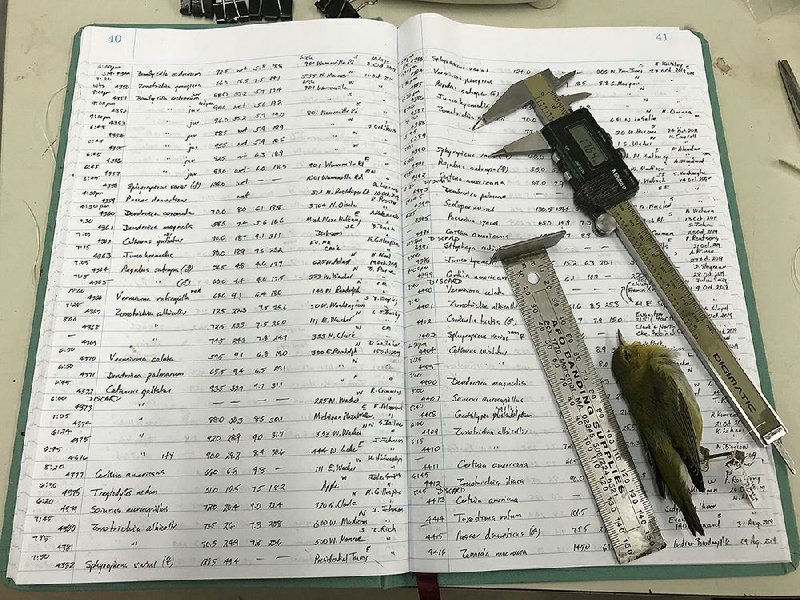 The body of a Tennessee warbler, a ruler and calipers sit on a ledger kept by ornithologist David Willard. “The changes that are being documented [in birds] are not something you could see with your eye,” Willard said, but they are real and widespread. 