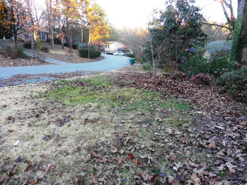 Letting a lawn go dormant for winter is a safer strategy than covering it with a layer of leaves. (Special to the Democrat-Gazette/JANET B. CARSON)