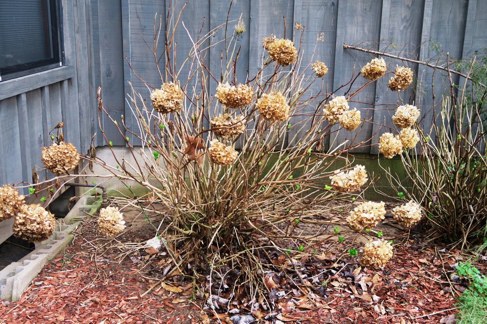 Image of Dormant hydrangea in garden