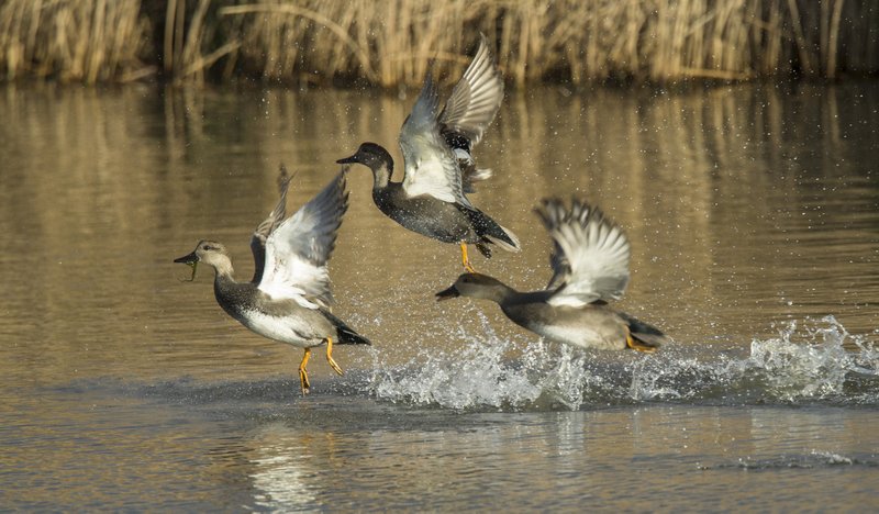 Ducks take flight at Lake Bentonville in this file photo.
(NWA Democrat-Gazette/BEN GOFF)