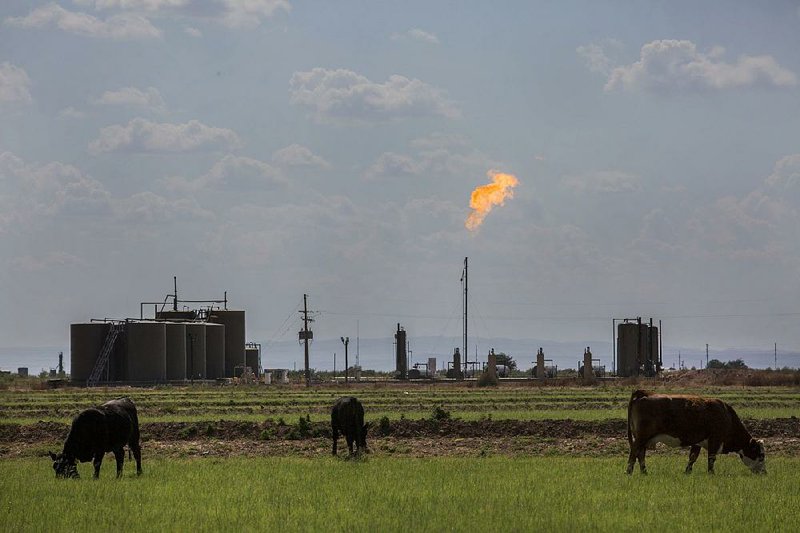 Cows graze this summer on land near a gas flare in Loving, N.M. A natural gas glut has driven prices so low that it has become cheaper for producers to burn the gas than gather it and send it to market.  