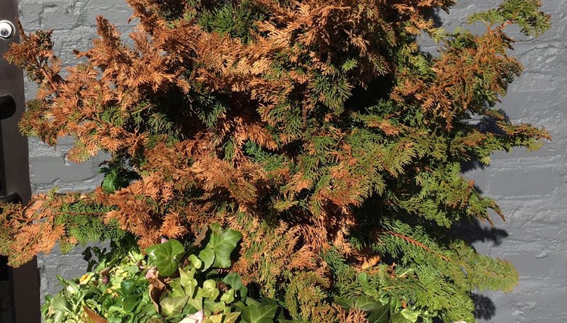 This hinoki cypress plant shows signs of potentially fatal neglect. 
(Special to the Democrat-Gazette reader photo)