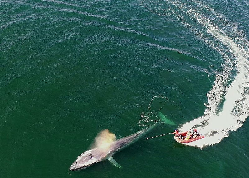 Researches use a pole to tag a blue whale in the eastern Pacific Ocean in November. Scientists studied 90 blue whales, the planet’s biggest species. 