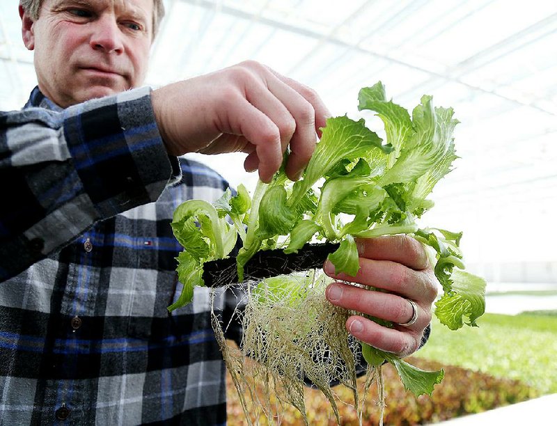 Jay Johnson, president and partner of Revol Greens in Medford, Minn., shows off lettuce grown in his company’s greenhouses. Indoor cultivation is seen as a safer alternative to field-grown greens.