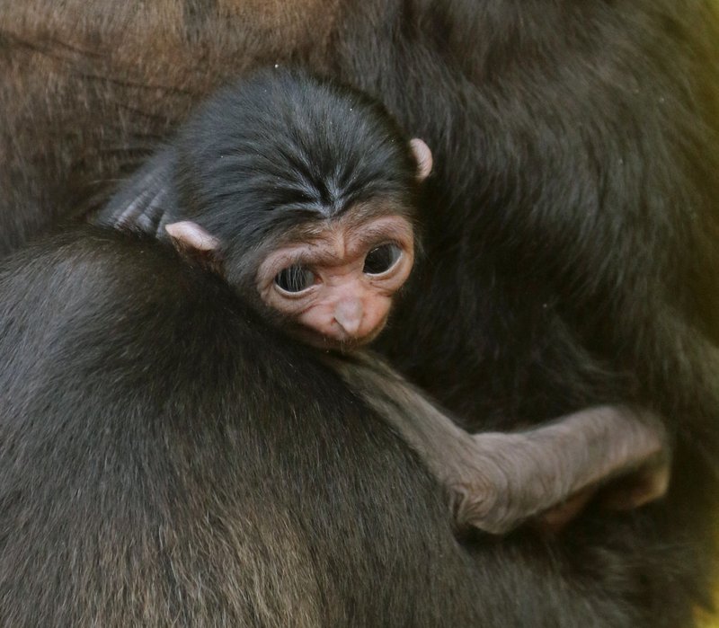 A female baby gibbon, born Oct. 31, 2019, at the Little Rock Zoo, is shown with her mother.
