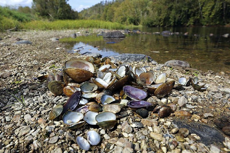 Dead freshwater mussels are piled along the shore of the Clinch River near Wallen Bend, Tenn., in October.
(AP/U.S. Fish and Wildlife Service/Meagan Racey)