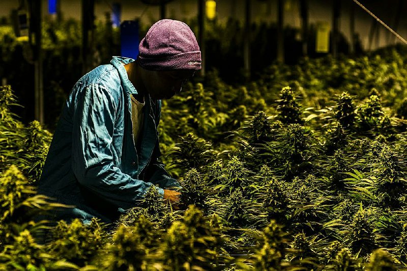 A worker picks leaves from cannabis plants last month in the greenhouse at the MG Health Ltd. growing facility in the African nation of Lesotho.  