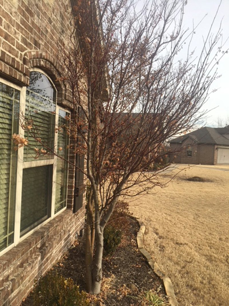 IN THE GARDEN Now's the time to move tree that's too close to house