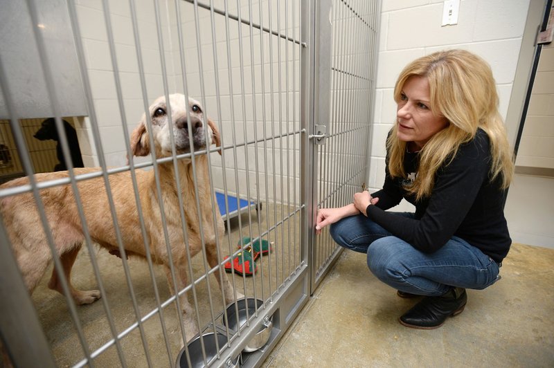 NWA Democrat-Gazette/ANDY SHUPE Carmen Nelson, director of the Animal League of Washington County, checks out a female Labrador Tuesday, Dec. 24, 2019, in a kennel at the Lester C. Howick Animal Shelter of Washington County. The dog is one of 34 dogs, eight cats and two rabbits that were seized from an owner in West Fork. Foster homes for the dogs will be needed once they receive needed care from a veterinarian and shelter staff.