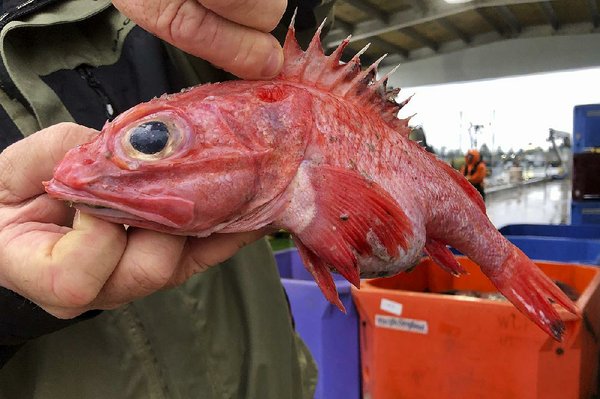 Fishermen haul in a lost livelihood  The Arkansas Democrat-Gazette -  Arkansas' Best News Source