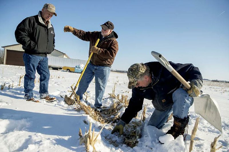 Tim Little digs up one of his snowy fields near Faribult, Minn., which are planted with cereal rye, a cover crop, with help from Larry Conrad (left) and Mike Ludwig.  