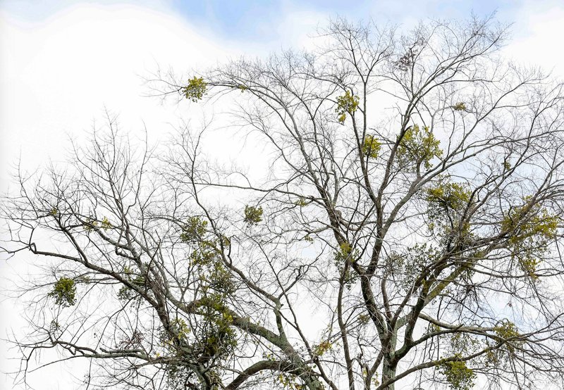 Mistletoe rarely kills a tree, but it gets heavy, and a massive growth could kill branches. (Democrat-Gazette file photo/John Sykes Jr.)