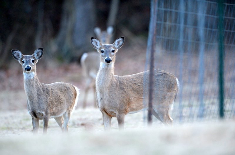 NWA Democrat-Gazette/ANDY SHUPE White-tailed deer gather Friday, Dec. 27, 2019, in a neighborhood in south Fayetteville. A state law enacted this year makes it illegal to feed deer from one&#8730;&#162;&#8218;&#199;&#168;&#8218;&#209;&#162;s home. Fayetteville has released a reminder to residents to follow the law, which is aimed to prevent the spread of chronic wasting disease.
