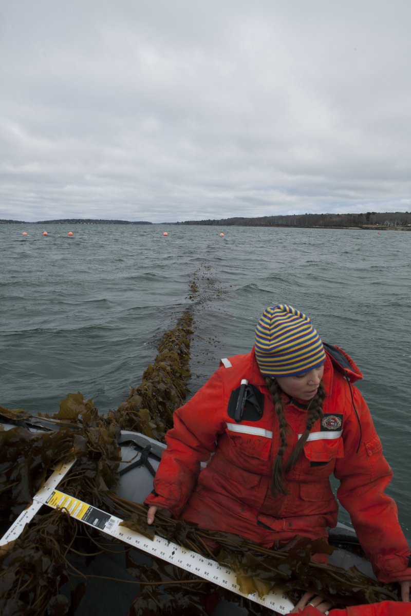 In this March 2016 photo provided by The Island Institute, Bigelow Laboratory Research Associate Brittney Honisch measures a piece of sugar kelp before harvest in Casco Bay, Maine. A group of scientists with Bigelow Laboratory for Ocean Sciences and farmers in northern New England are working on a plan to feed seaweed to cows to gauge whether it can help reduce greenhouse gas emissions that contribute to climate change. (Scott Sell/The Island Institute via AP)