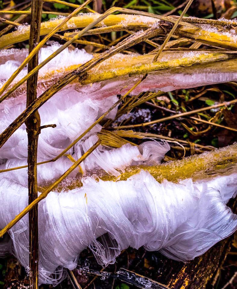 Courtesy photo Patricia Miljan and her niece and nephew discovered these frost flowers on a recent excursion in McDonald County. The snow day provided the opportunity to get out and explore in the 27-degree temperatures.
