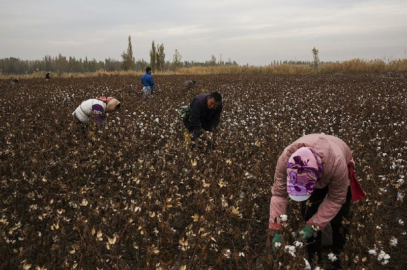 This cotton farm is near Qapqal County, in the Xinjiang. The Communist Party wants to remold minorities in the Xinjiang region into loyal blue-collar workers to supply Chinese factories with cheap labor.
(The New York Times/Adam Dean)