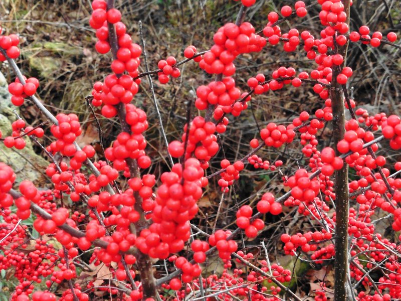 Deciduous holly, aka possum-haw, drops its leaves for winter but compensates with brilliant little fruits. (Special to the Democrat-Gazette/Janet B. Carson)