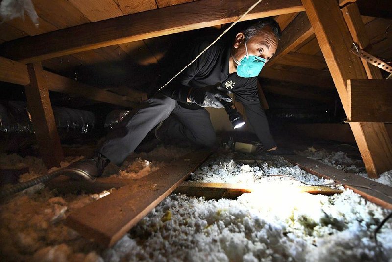 Pest control expert Wilmar Mejia inspects a Malibu, Calif., attic that is infested with rats. Instead of using poisons, Mejia’s company deploys snap traps and steel wool to keep rodents in check.
(Los Angeles Times/Wally Skalij)