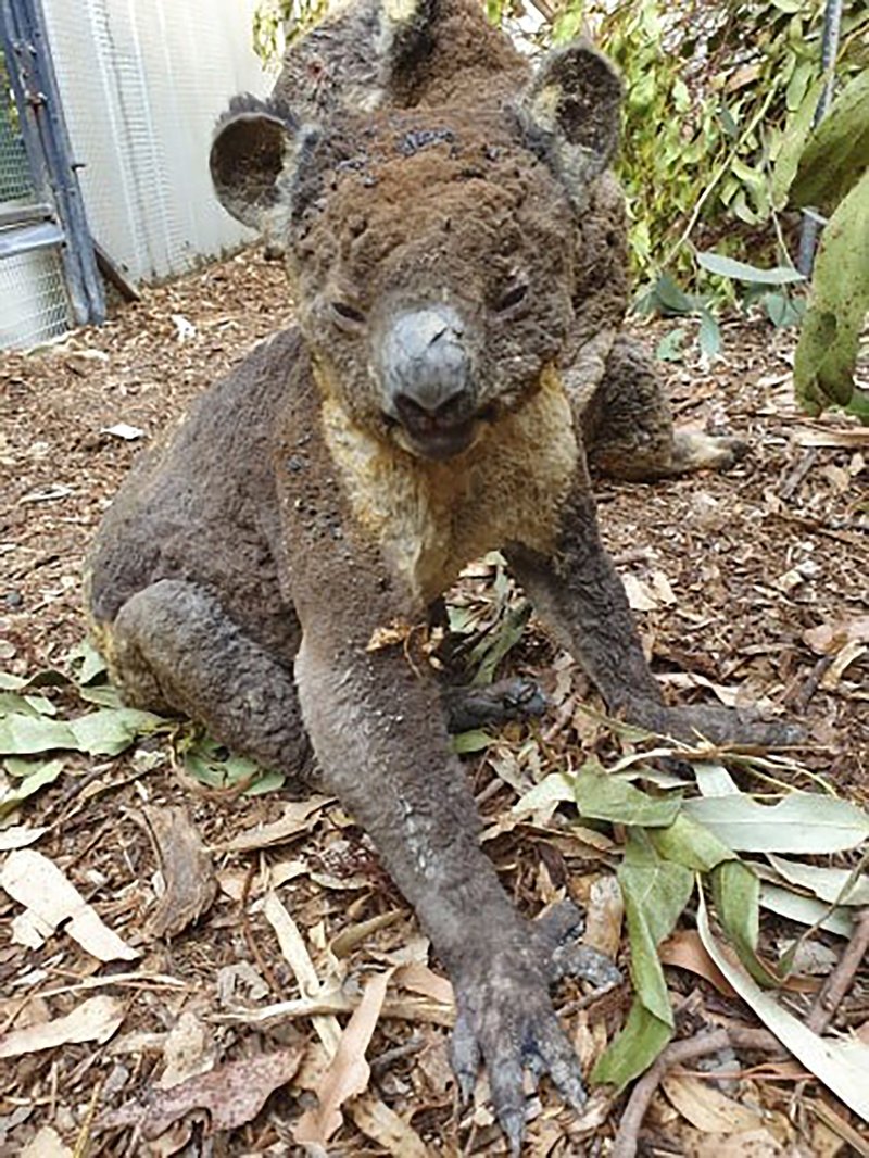 This photo taken in early January, 2020, and provided Sunday, Jan. 5, 2020, by Dana Mitchell from the Kangaroo Island Wildlife Park shows a rescued koala injured in a bushfire in Kangaroo Island, South Australia. Devastating wildfires over recent days have undone decades of careful conservation work on Kangaroo Island and have threatened to wipe out some of the island's unique fauna altogether. (Dana Mitchell/Kangaroo Island Wildlife Park via AP)