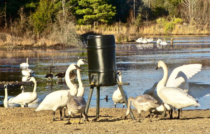 Trumpeter swans gather around a feeder at an unnamed lake in Cleburne County.
(Special to the Democrat-Gazette/Marcia Schnedler)